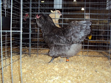 SC District 2014 RV Blue Pullet